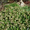 Symphytum tuberosum
